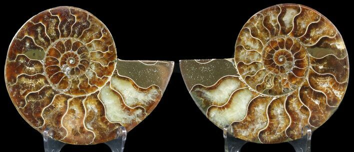 Sliced Fossil Ammonite Pair - Agatized #46520
